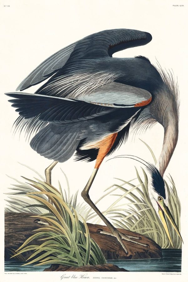 Vintage Great blue Heron Print John James Audubon Framed Poster and Canvas Artwork