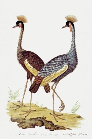 vintage Grey Crowned Crane Painting poster print and canvas wall art