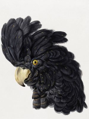 Head of Black Cockatoo Head Print framed canvas art and poster print