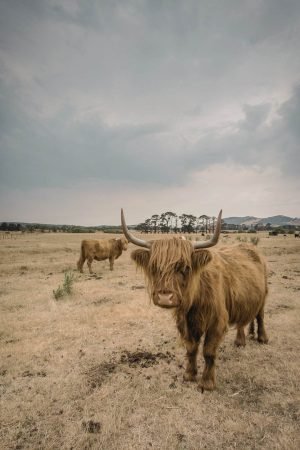 Highland Cows in Australia Farm print poster and framed picture canvas wall art