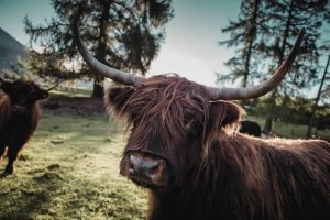 Highlander Cow Photographic Print in Nz Farm, New zealand brown highlander cow photo framed poster and canvas wall art
