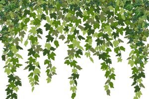 Horizontal Greenery Vines Wall Art framed canvas and poster print wall decor