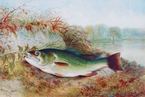 Large Largemouth Bass Painting poster print and framed canvas art