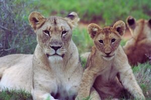 Lioness and Cub Looking safari photography poster print and canvas wall art