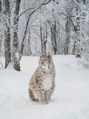 Lynx in Snow poster print and framed canvas art