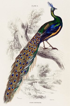 Majestic Male Vintage Peacock Portrait framed poster and canvas painting wall art