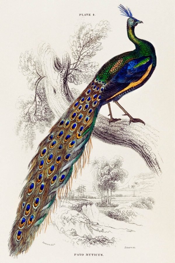 Majestic Male Vintage Peacock Portrait framed poster and canvas painting wall art
