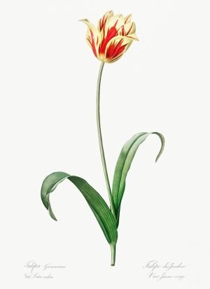 Old Red Yellow Tulip print poster and canvas wall art