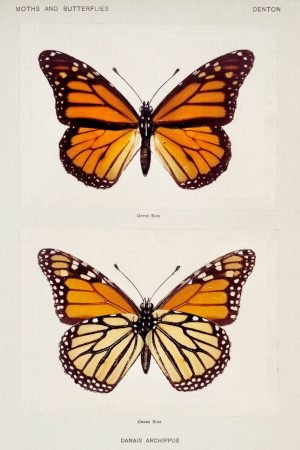 Orange and Black Monarch Butterfly Print framed posters and canvas wall art