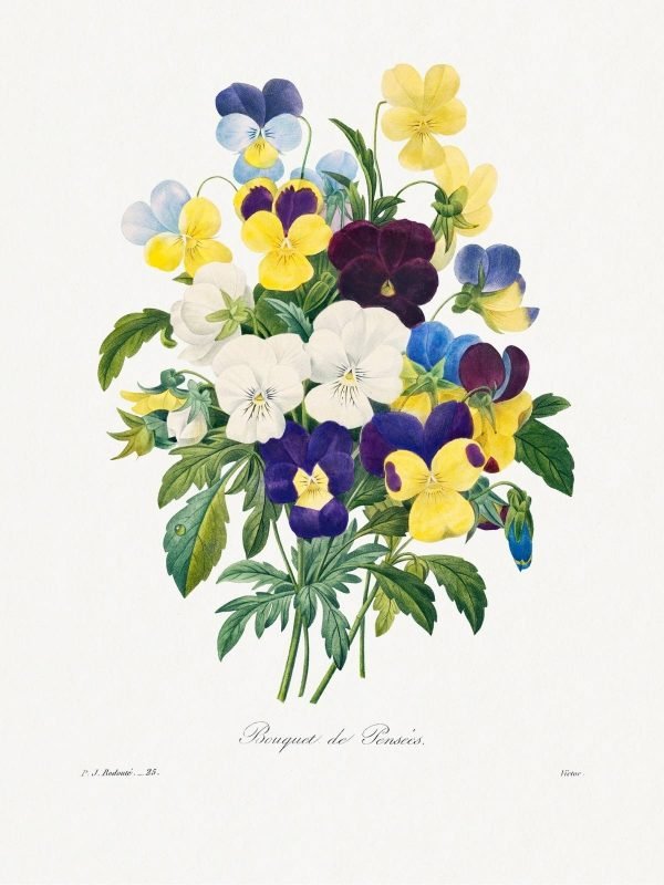 Pansy Bouquet Wall Art Pierre-Joseph Redouté poster and canvas print
