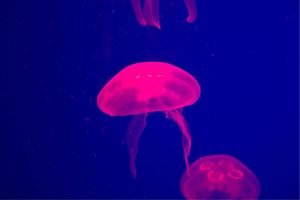 Pink Jellyfish in Blue poster print and framed canvas wall art