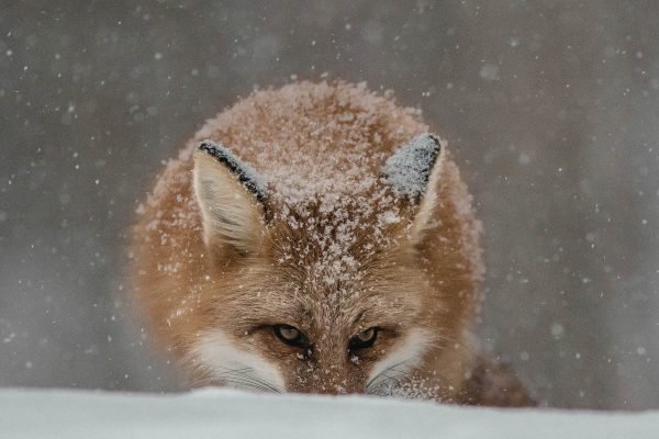 Red Fox Peeking in snow picture print poster and framed canvas wall art