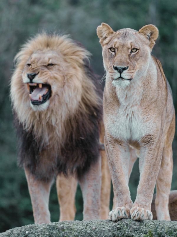 Roaring Lion and Calm Lioness Picture print framed poster and canvas art
