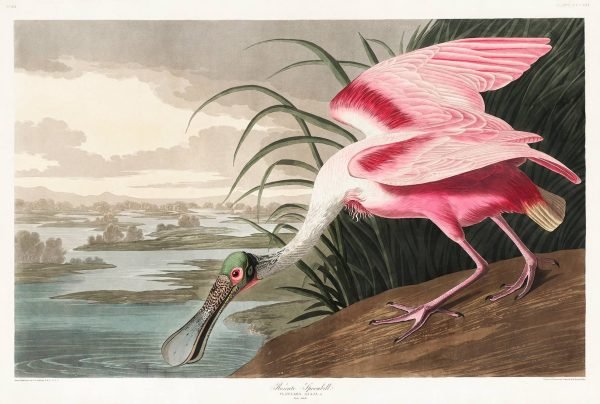 Roseate Spoonbill Print John James Audubon