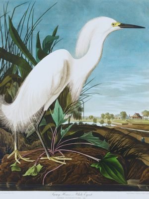 Snowy Heron (White Egret) John James Audubon