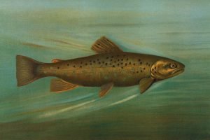 Speckled Brown Trout Art print framed poster and canvas wall art