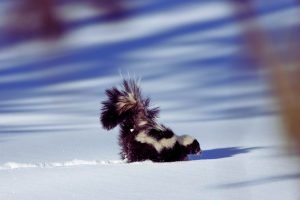 Striped skunk in the Snow Poster and framed canvas print