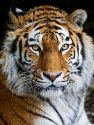 Tiger Portrait framed poster and canvas art print