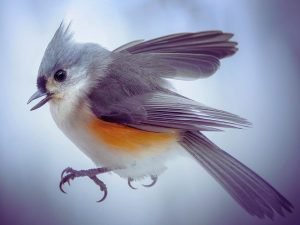 Tufted Titmouse Bird Picture Print framed poster and canvas wall art