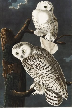 White Snowy Owls painting on canvas and framed poster print John James Audubon