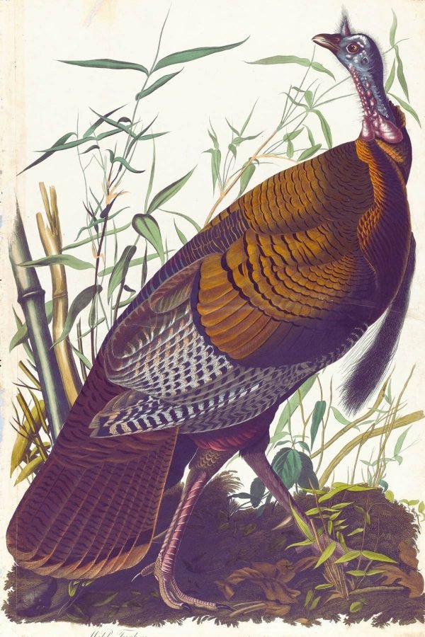 Wild Turkey Print John James Audubon framed poster and canvas art