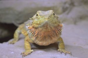 Yellow Orange Bearded Dragon picture poster print and framed canvas wall art
