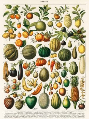 Vintage Variety of Fruits Wall Art Poster and Canvas Prints