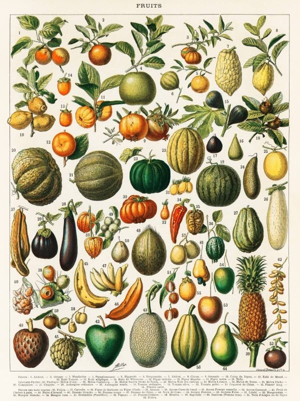 Vintage Variety of Fruits Wall Art Poster and Canvas Prints