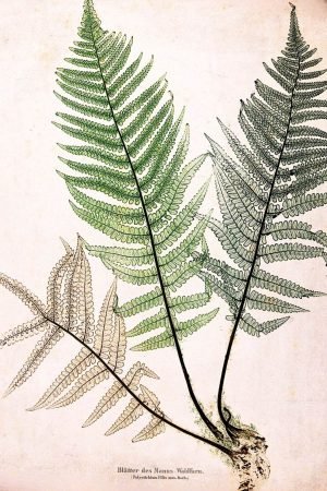 Antique Fern Leaves Print framed poster and canvas wall art