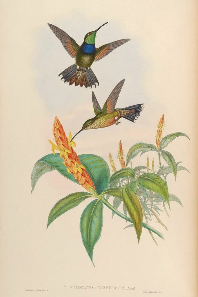 Antique Hummingbirds Print 1946 John Gould - Framed Canvas Art