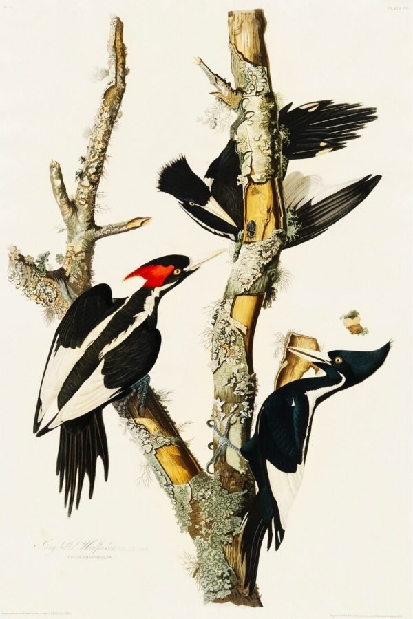 Audubon Ivory billed Woodpecker Print framed poster abd birds of america canvas wall art