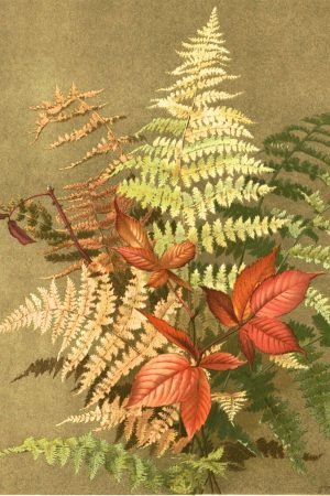 Autumn Ferns Leaves poster print and framed canvas wall art