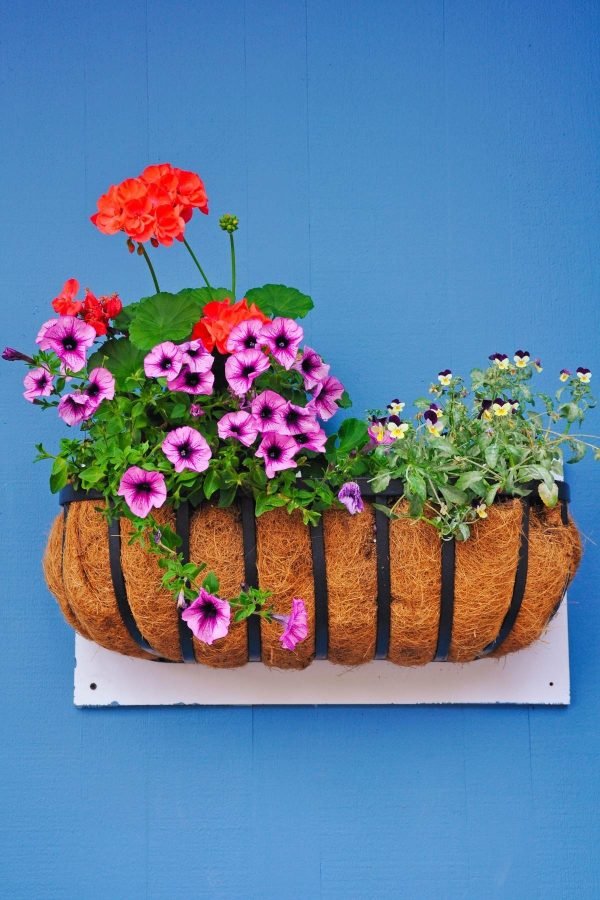 Basket of Flowers on Blue Wall poster print and framed canvas wall art