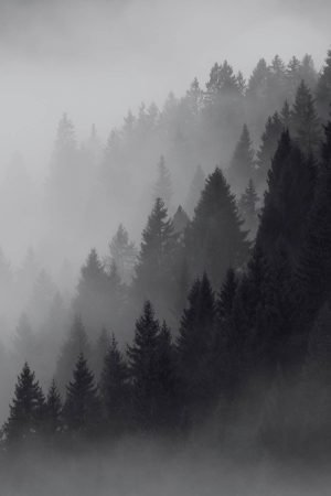 Black And White Misty Forest wall art canvas print and framed poster