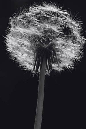 Black and White Dandelion Picture print framed poster and canvas wall art