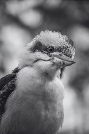 Black and White Kookaburra Print framed poster australia bird canvas wall art