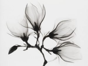 Black and White Magnolia Branch Picture Print poster and framed canvas wall art