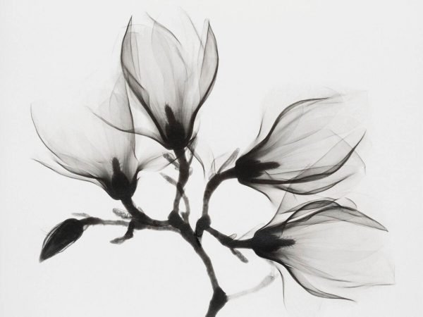 Black and White Magnolia Branch Picture Print poster and framed canvas wall art