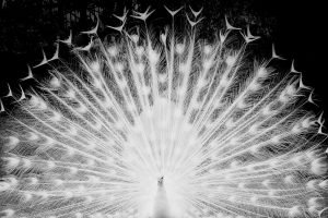 Black and White Peacock Showing Off Feathers picture poster print and framed canvas wall art