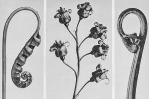 Black and White Polypodium Fern print framed poster and canvas wall art set