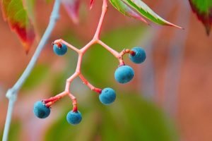 Blue Elderberries photography poster print framed canvas wall art