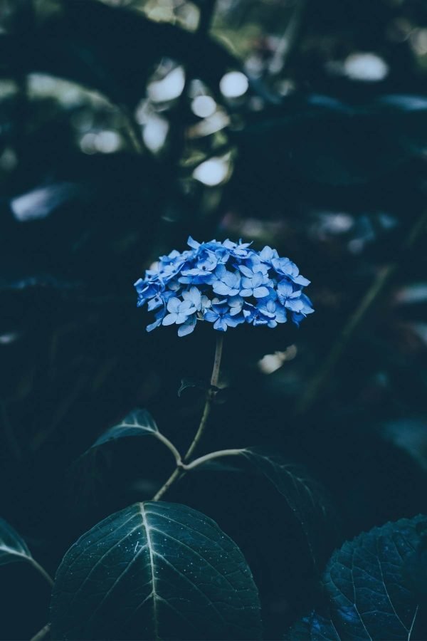 Blue Hydrangea framed Print poster and canvas wall art