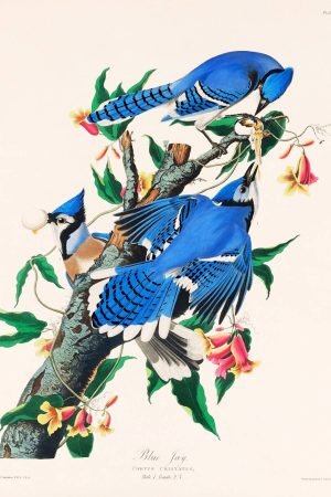 Blue Jay Print John James Audubon birds of america artwork canvas wall art and framed poster