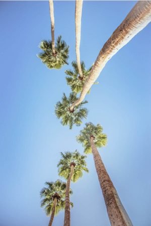 Blue Sky with Palm Trees wall art framed poster and canvas print