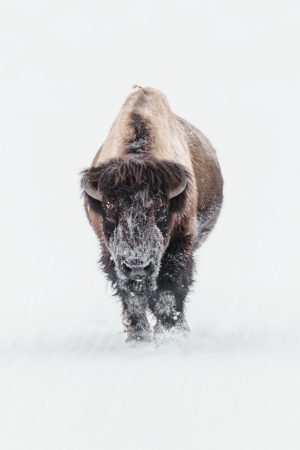 Buffalo in the Snow Print framed poster and canvas wall art