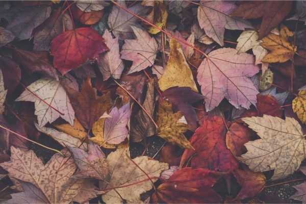 Colorful Autumn Leaves Poster print framed canvas wall art
