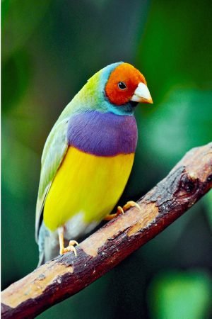 Colorful Rainbow Finch picture wall art poster and canvas print