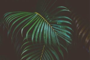 Dark Green Palm Leaves wall art framed picture poster and canvas art print