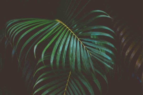 Dark Green Palm Leaves wall art framed picture poster and canvas art print