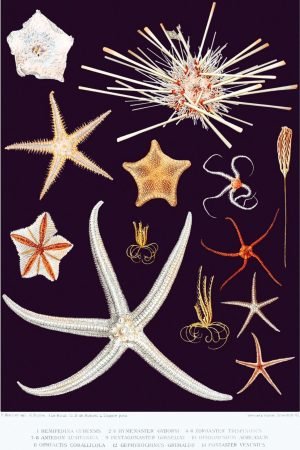 Different Common Type of Starfish Poster print and framed wall art